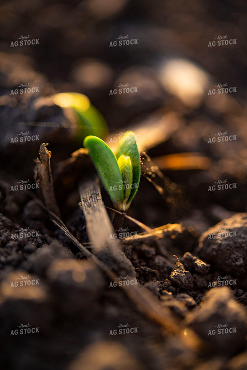 Soybean Emerges from Ground 136010