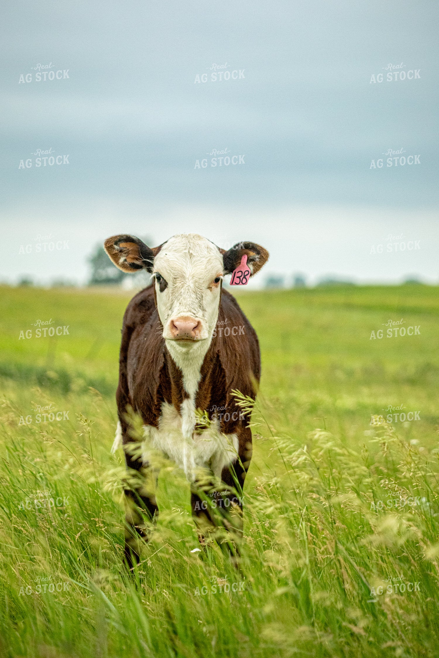 Cattle on Pasture 155652