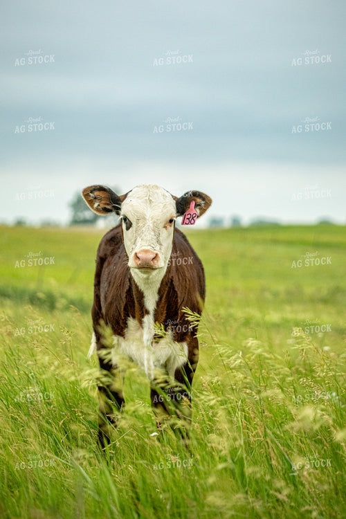 Cattle on Pasture 155652