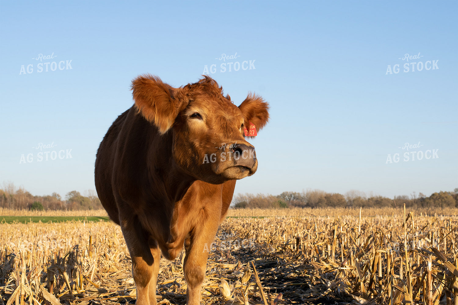 Cow in Cornstalks 50004