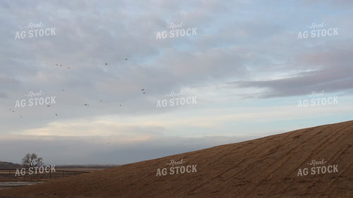 Uncovered Silage Pile 61250