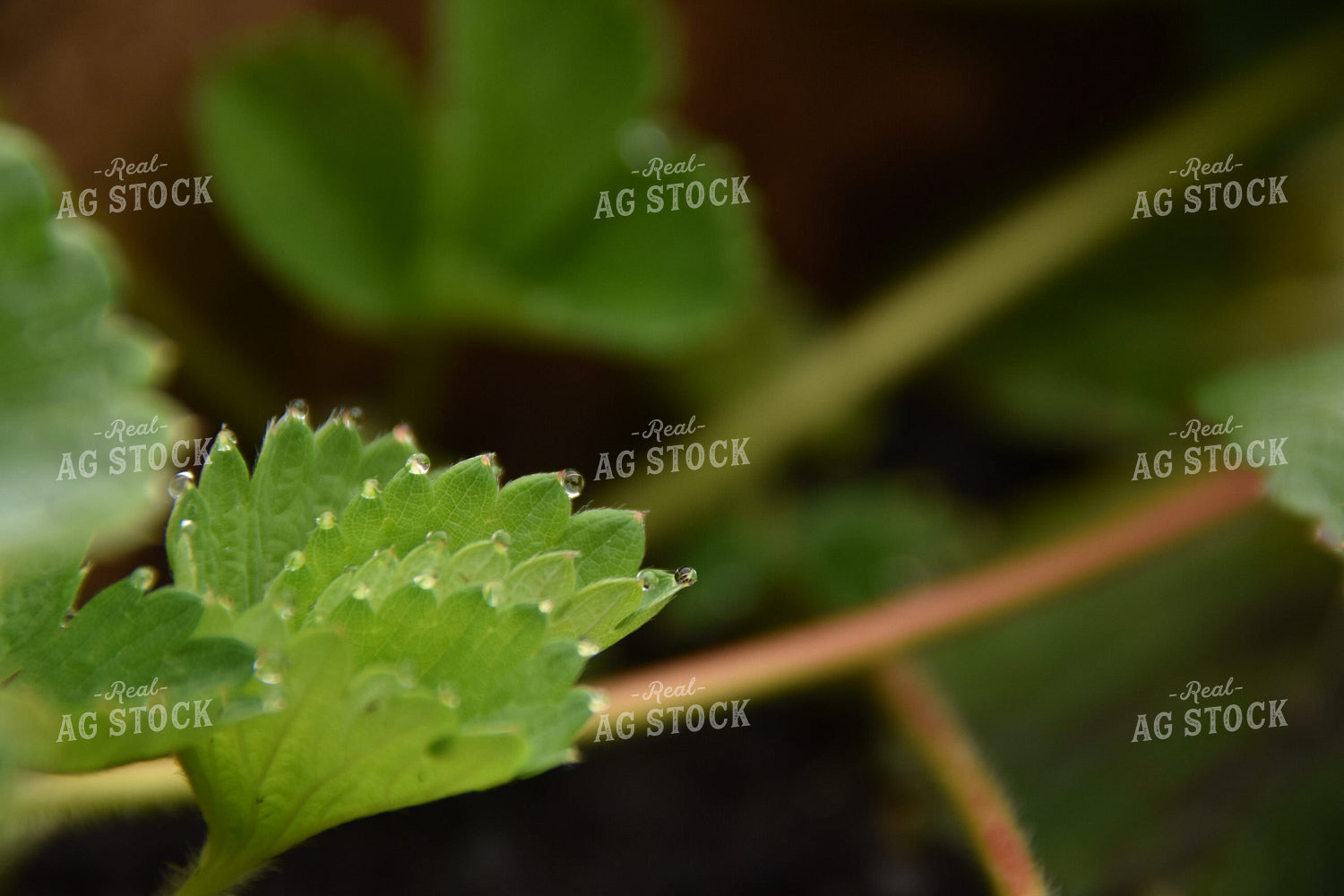 Strawberry Leaves 84104