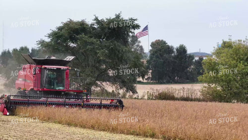 Soybean Harvest 250036