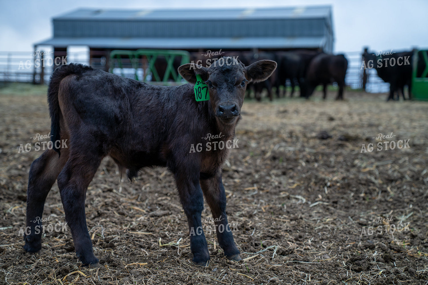 Young Black Calf with ID Tag on Farm in a Rural Setting 65281