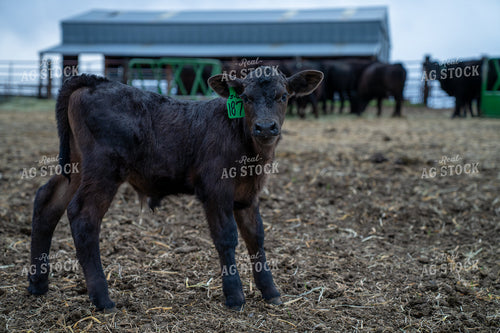 Young Black Calf with ID Tag on Farm in a Rural Setting 65281