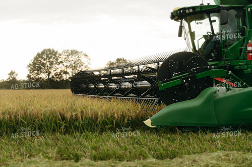 Rice Harvest 125278