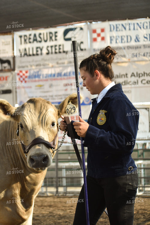 FFA Member Showing Cattle 263002