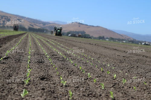 Planting Artichokes 102130
