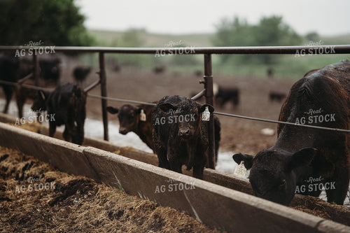 Angus Cattle in Pen Feeding 196172