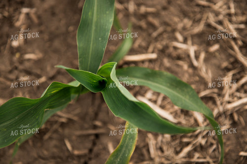 Corn Plant 67340