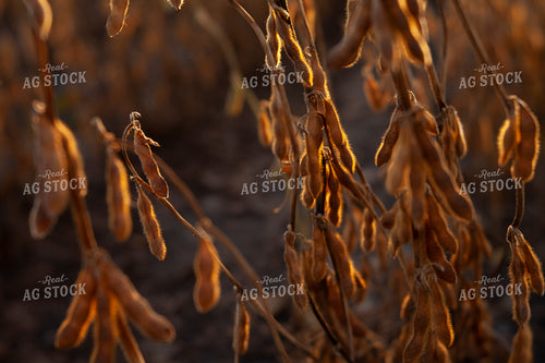 Soybeans - Dry 1587