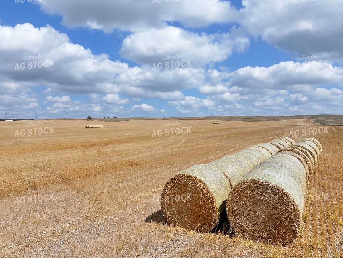Harvested Wheat Field With Straw Bales 141737