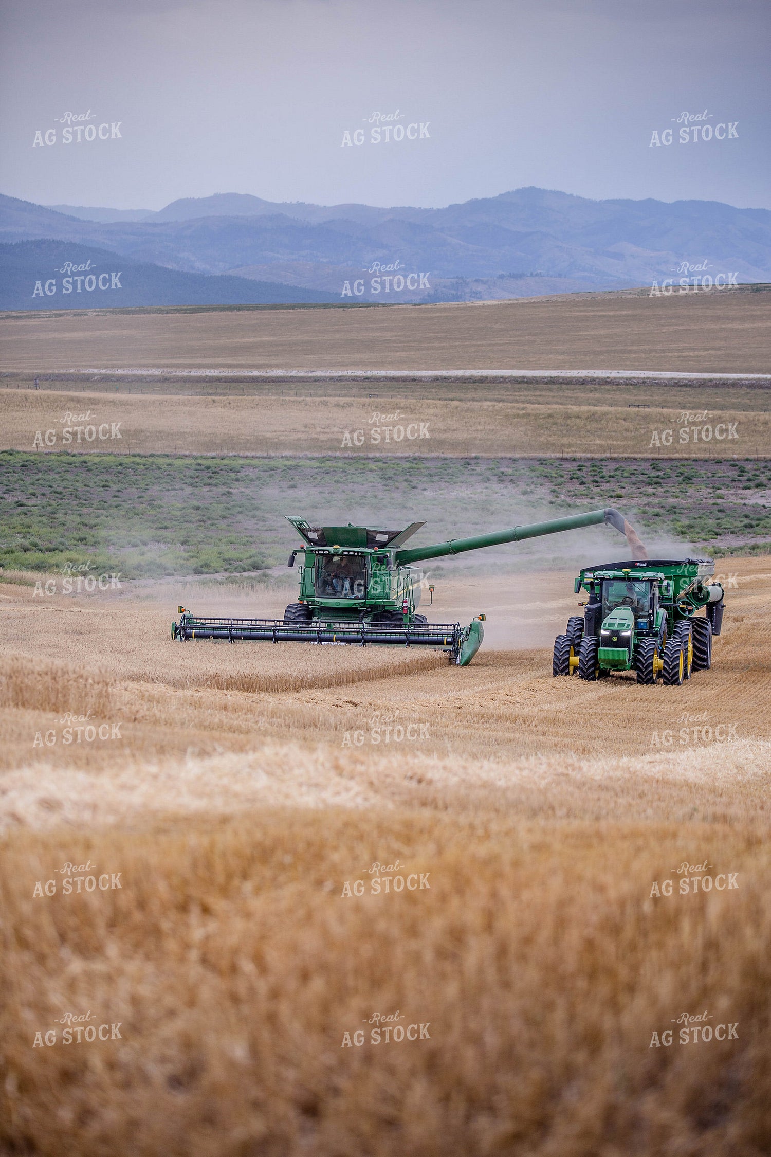Wheat Harvest 81175