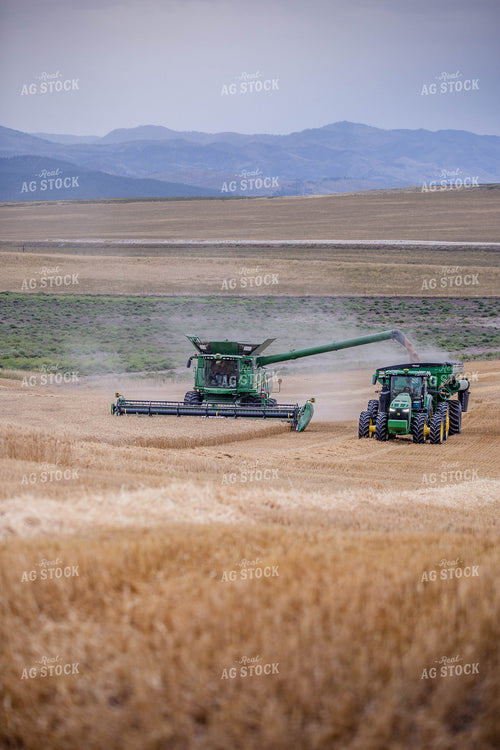 Wheat Harvest 81175