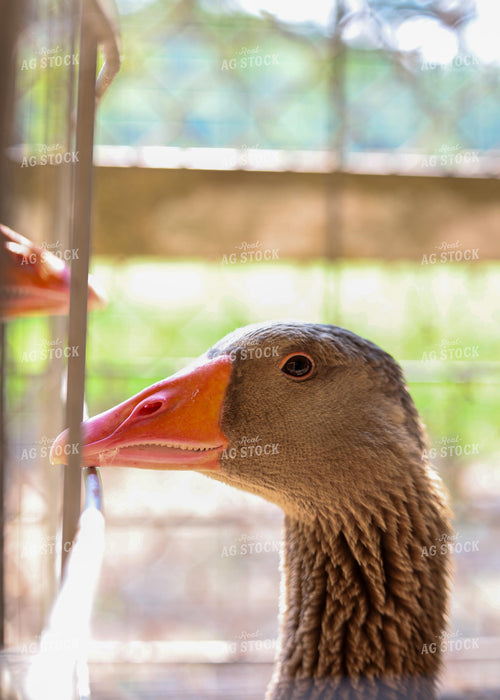 Showing Geese 160139