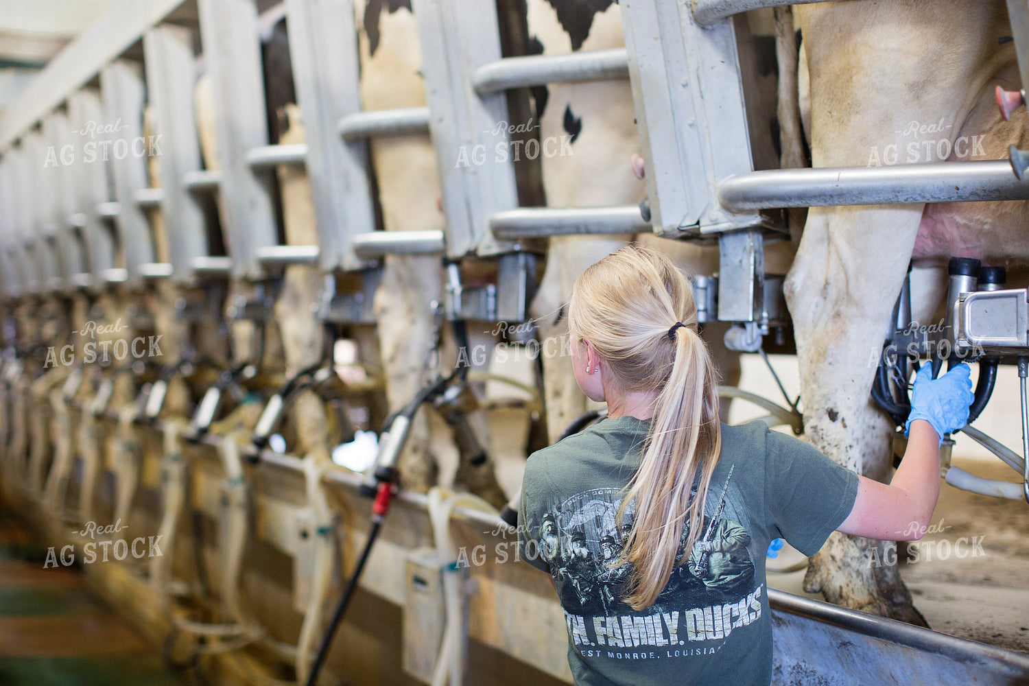 Female Farmer Milking Dairy Cows 55313