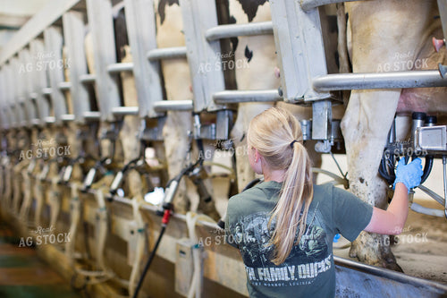 Female Farmer Milking Dairy Cows 55313