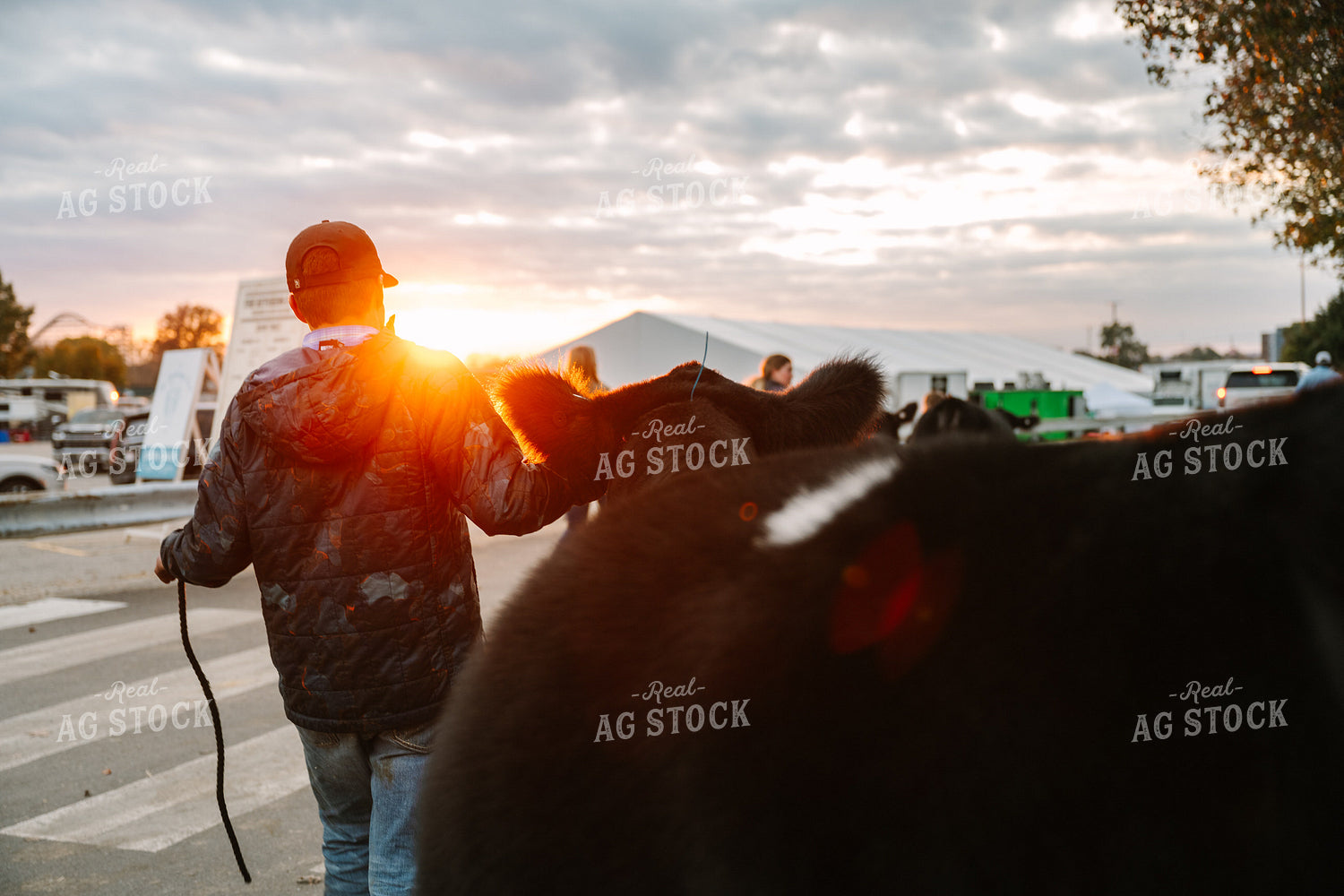 Walking Cattle on Show Day 269025