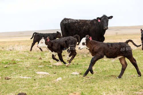 Calves Running in Pasture 155718
