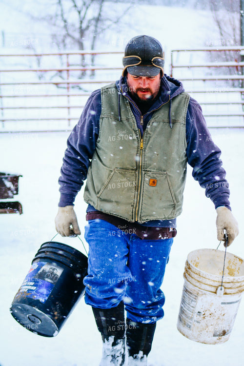 Feeding Cattle in the Snow 214024