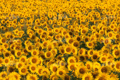 Sunflower FIeld 145031
