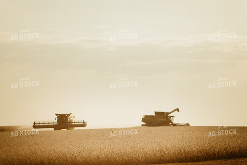Soybean Harvest 9223