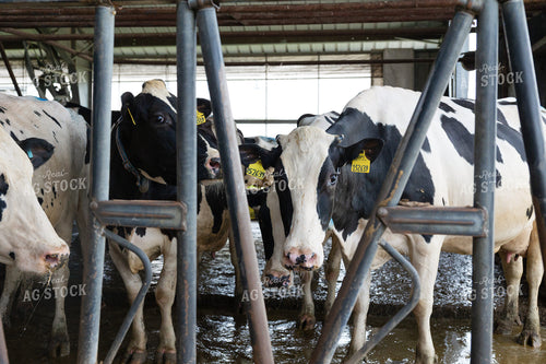 Holstein Cattle 295008