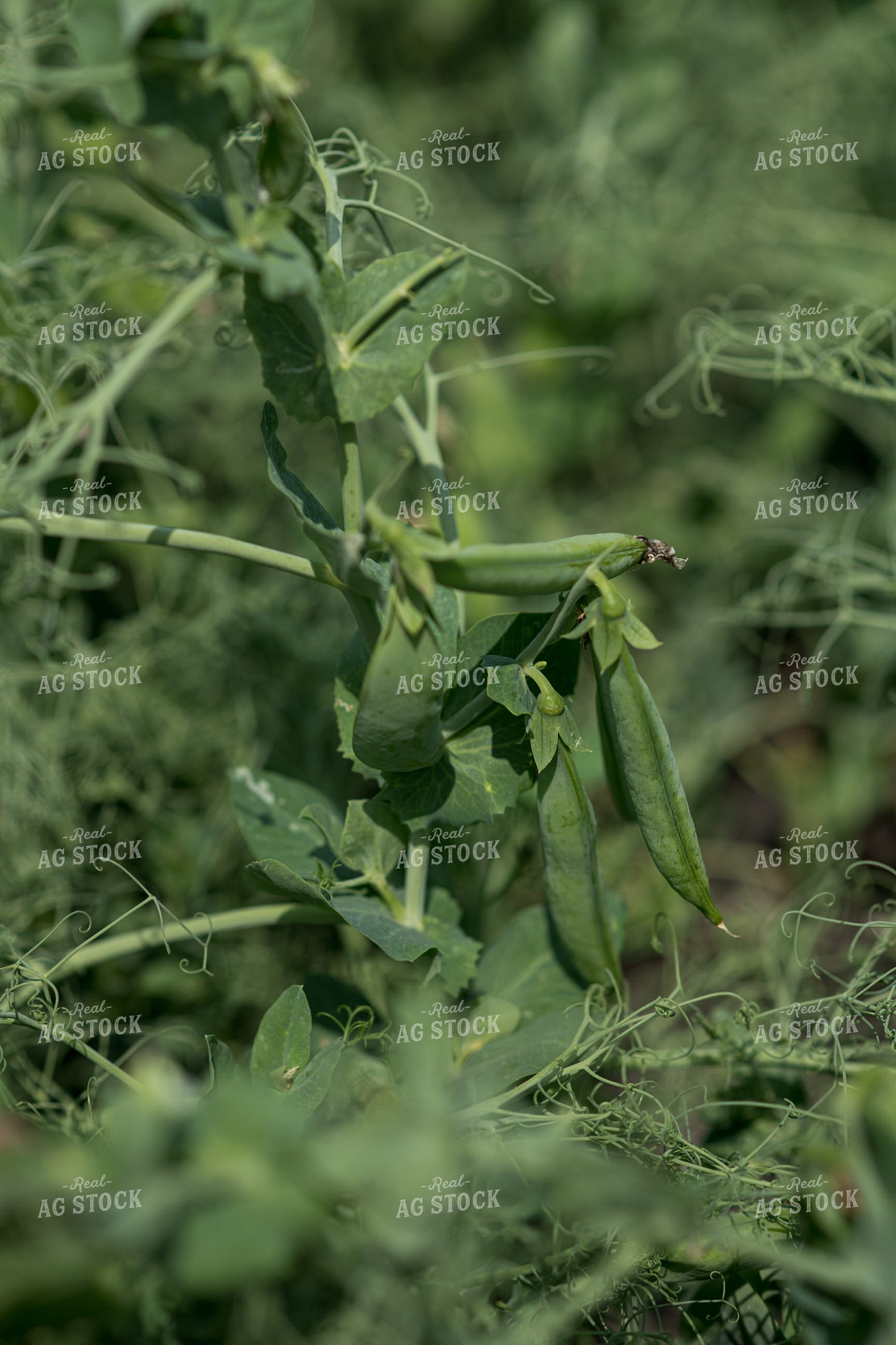 Peas 76750