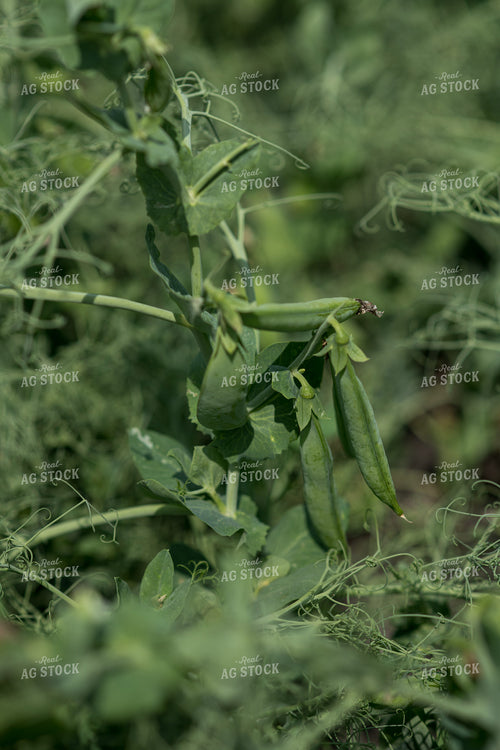 Peas 76750