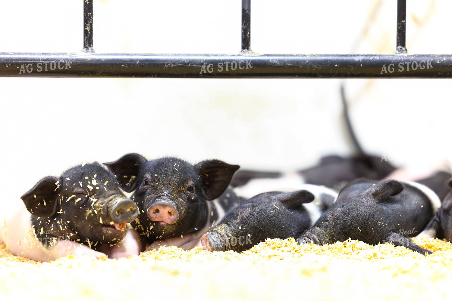 Piglets 233044