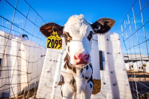 Holstein Calf in Hutch 152231