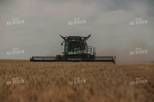 Combine Harvests Dried Wheat 135001
