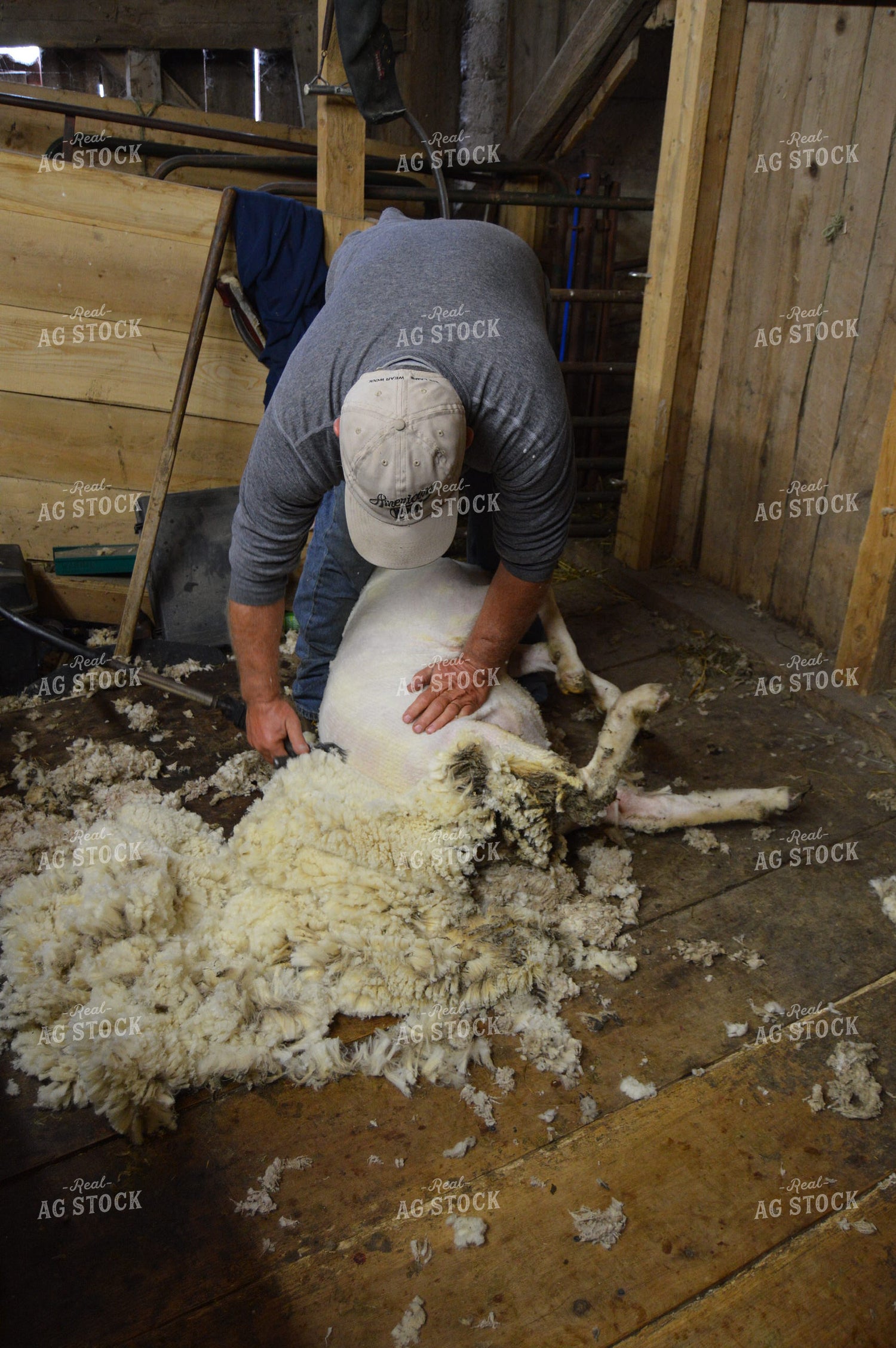 Farmer Shearing Sheep 164000