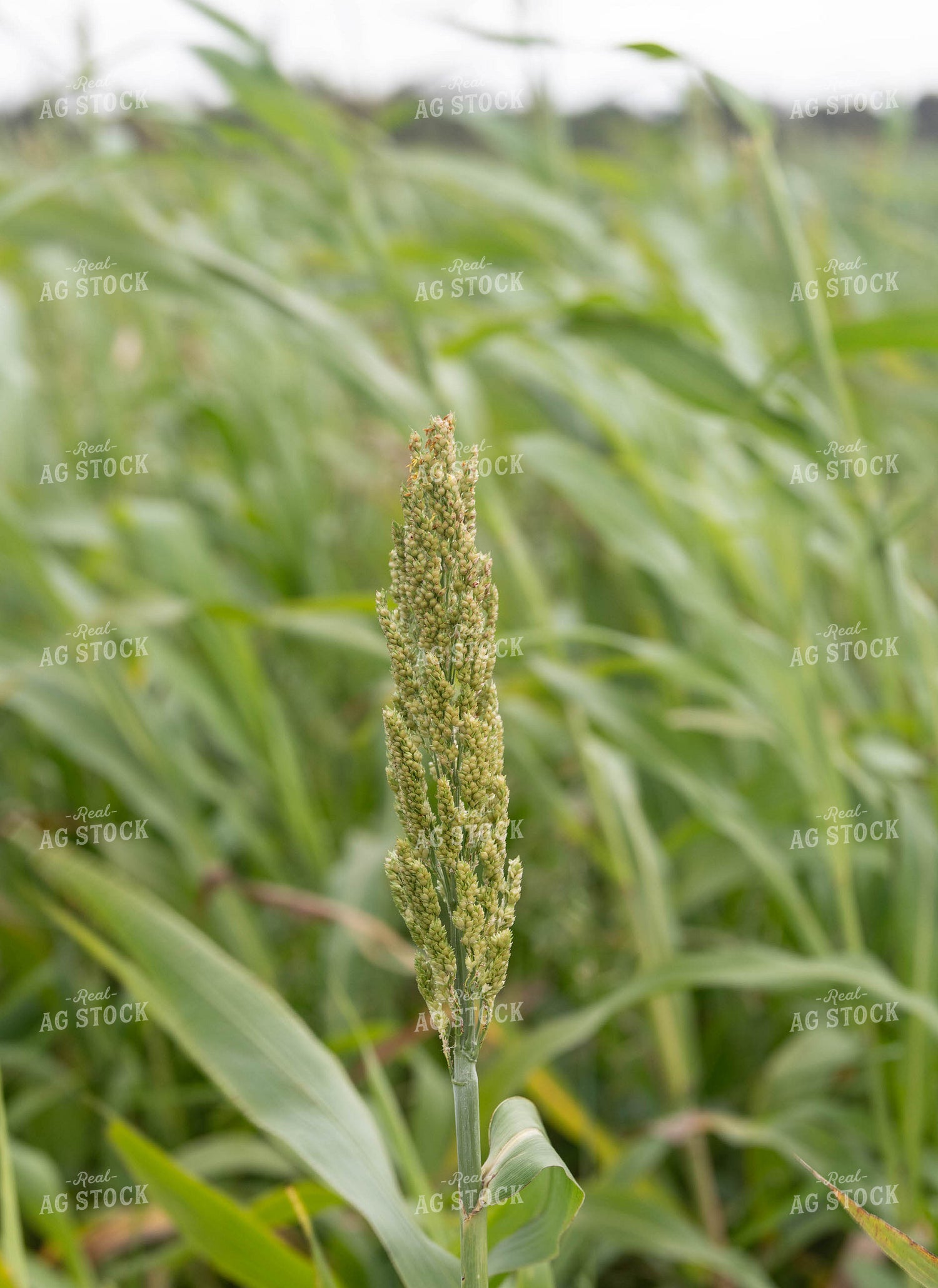Sorghum 185013