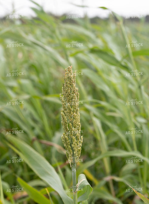 Sorghum 185013