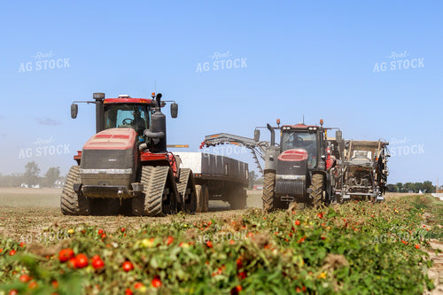 Tomato Harvest 109019