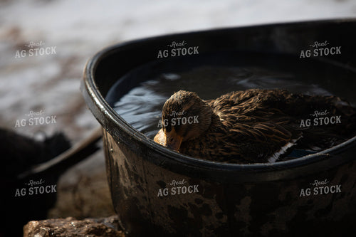 Duck in Water 117455