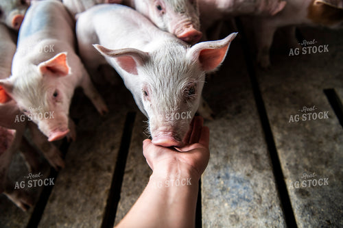 Piglets 197005