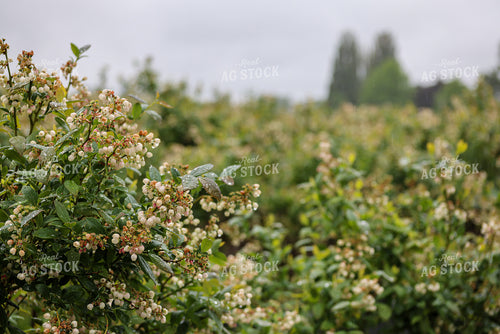 Blooming Blueberry Bushes 261091