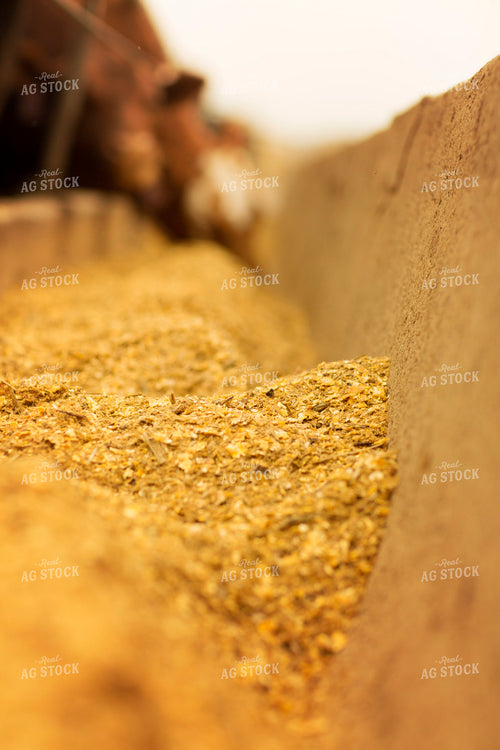 Feed Ration in Feed Bunk Feedyard 3898