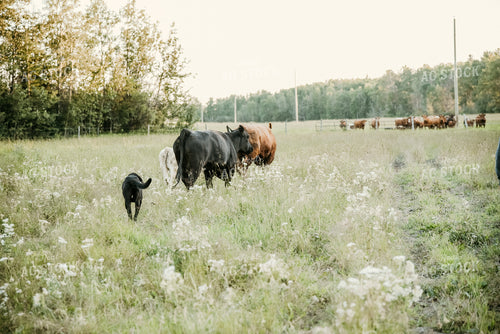 Cattle in Pasture 64140
