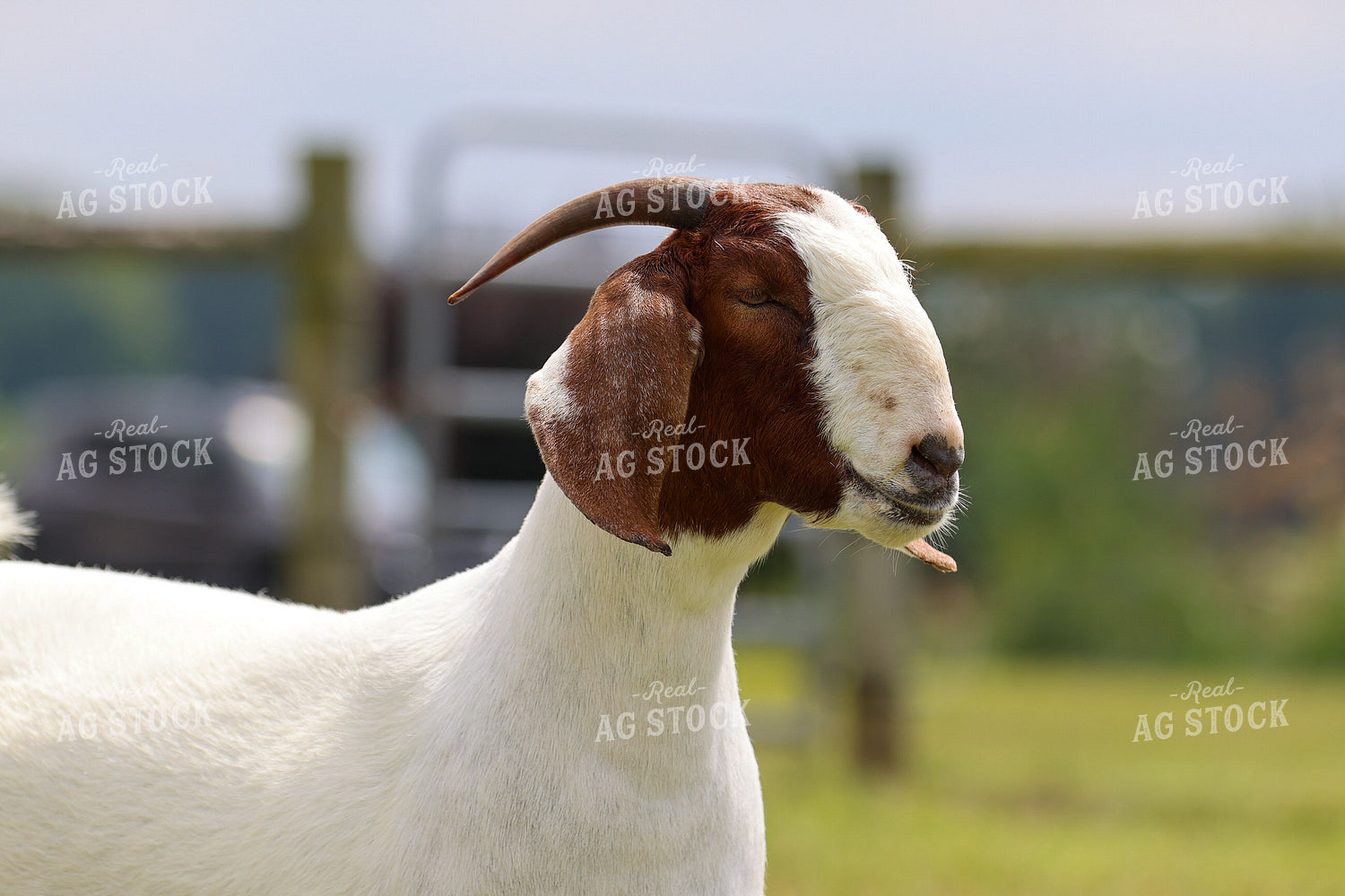 Boer Goat 160358
