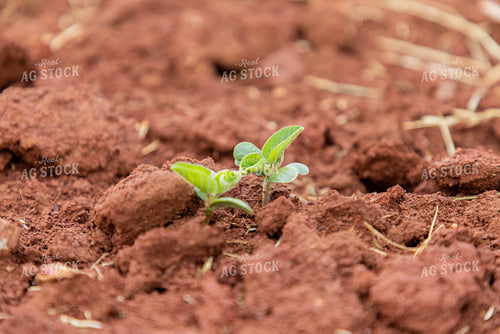 Close Up of Early Growth Soybeans 79293