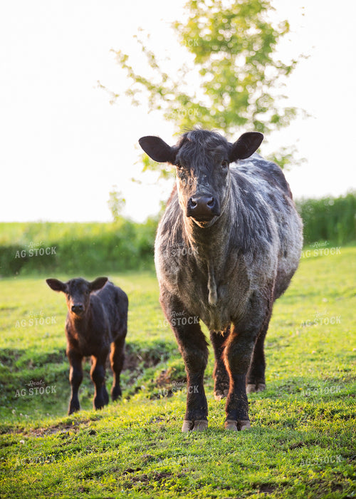 Crossbred Cow Calf Pair 55301