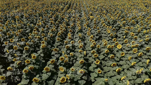 Sunflower Field 239360