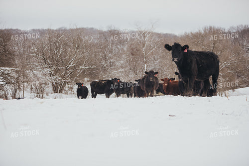 Angus Cattle in Snowy Pasture 3763