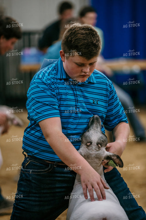 Farm Kid Showing Sheep 98041