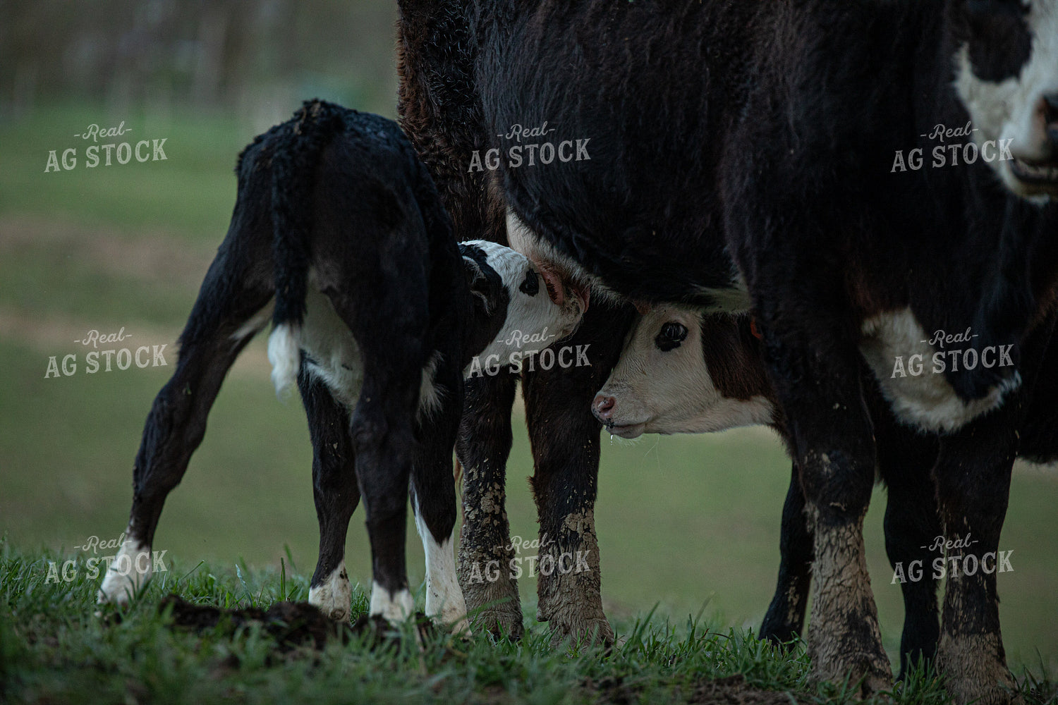 Cow Calf Pair 189039