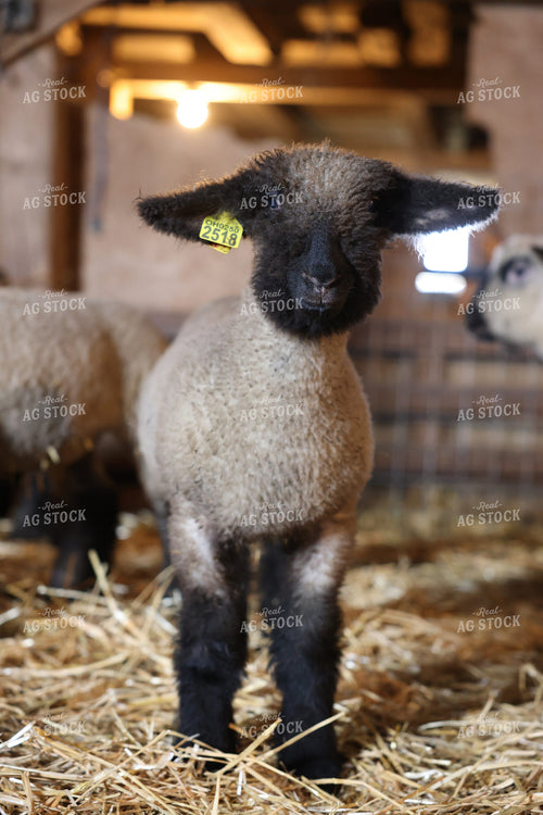 Lambs 90161