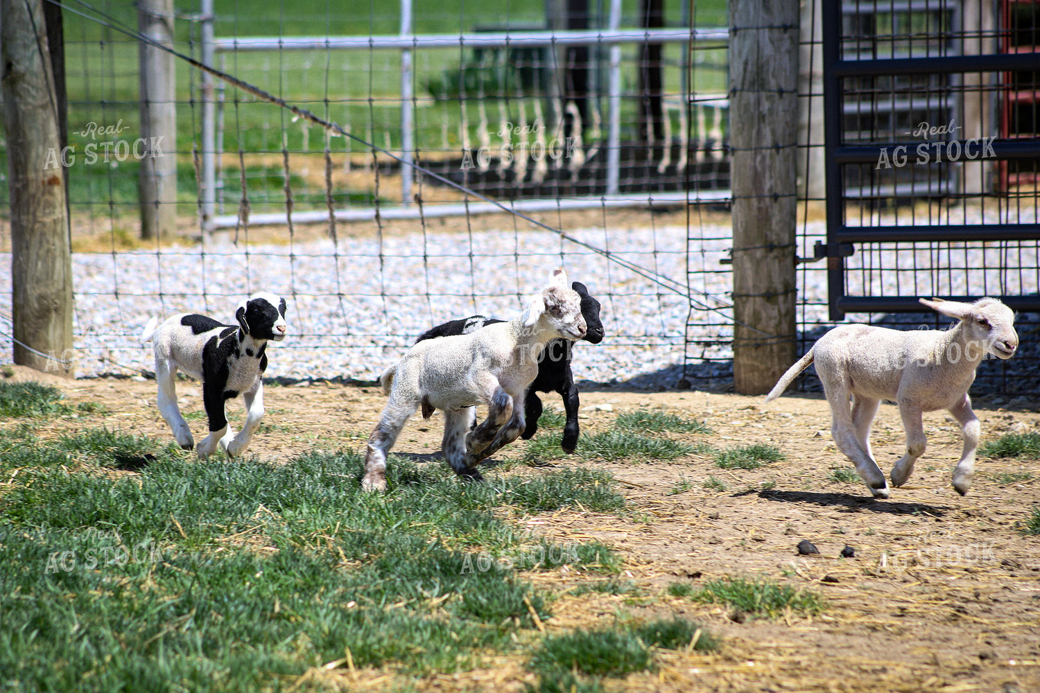 Lambs 84242
